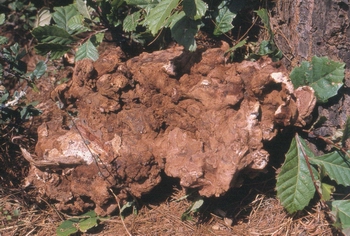 ����Poria cocos (Schw��) Wolf