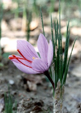 ���컨Crocus sativus L.