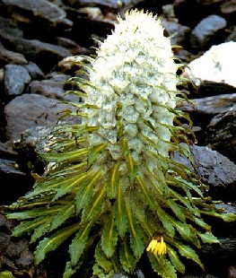 ��ͷѩ����Saussurea laniceps aHand.-Mazz.