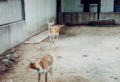 ��������Saiga tartarica Linnaeus