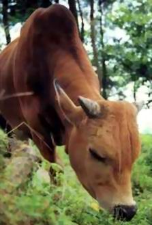 ţBos taurus domesticus Gmelin