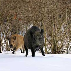 Ұ��Sus scrofa L.