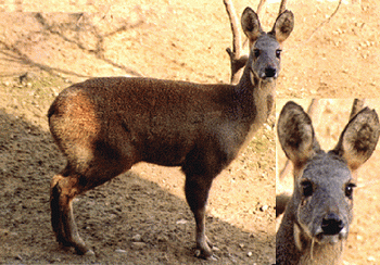 ����Moschus berezovskii Flerov