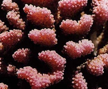 ��ɫɺ��Corallium japonicum Kishinouye