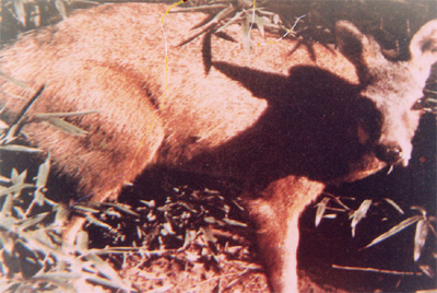 ����Moschus berezovskii Flerov