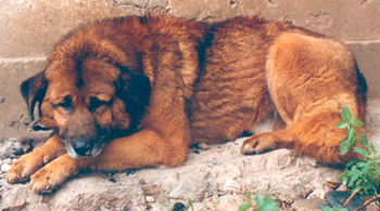 ��ȮCanis familiaris L.