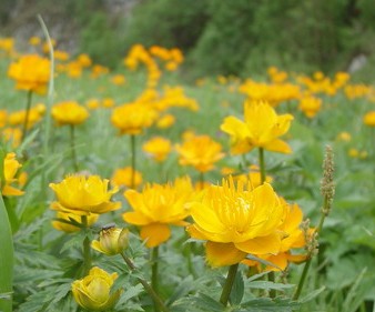 ������Trollius chinensis Bge.