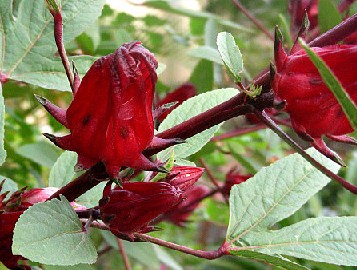 õ����Hibiscus sabdariffa L.