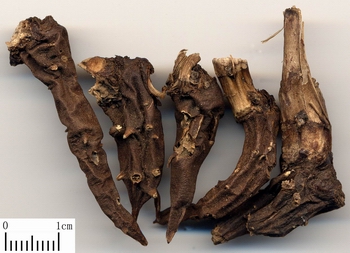 ����ͷAconitum kusnezoffii Reichb��