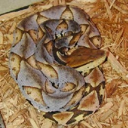 �岽��Agkistrodon acutus (G��nther)