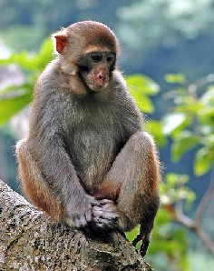 ⨺�Macaca mulatta Zimmermann.