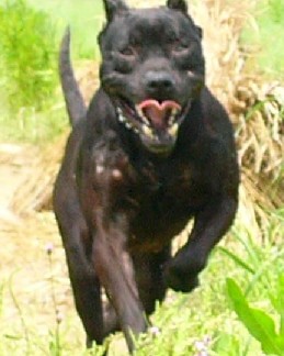 ��ȮCanis familiaris L.