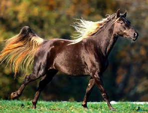 ��Equus caballus L.