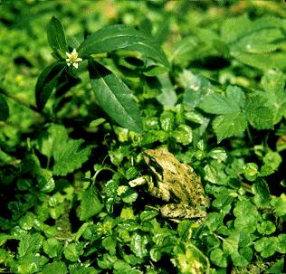 �й�����Rana temporaria Chensinensis David