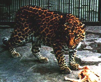 ��Ǯ��Panthera pardus L.