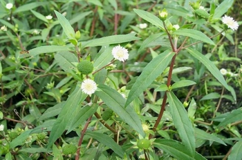����Eclipta prostrata L