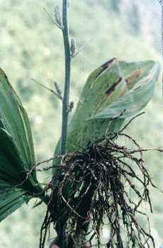 ��޼«Veratrum nigrum L.