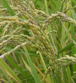 ��Oryza sativa L.