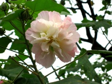 ľܽ��Hibiscus mutabilis L.
