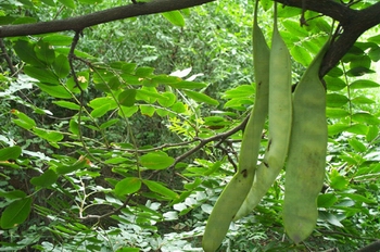 ����Gleditsia sinensis Lam��