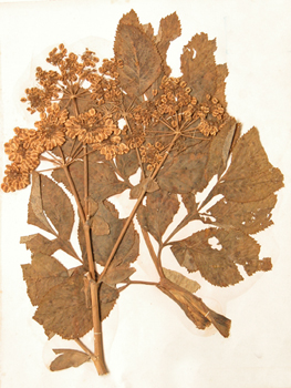 �س�ë����Angelica pubescens Maxim.f.biserrata Shan et Yuan