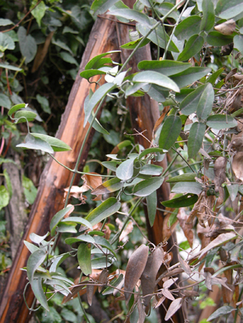 ������Clematis chinensis Osbeck