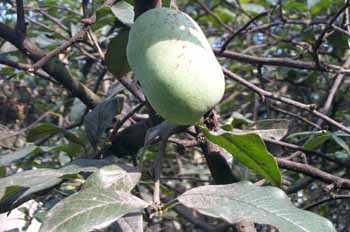 ��������Chaenomeles speciosa (Sweet) Nakai