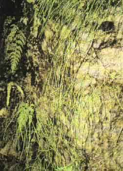 ʯ��Lycopodium japonicum Thunb��