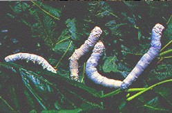 �Ҳ϶�Bombyx mori Linnaeus