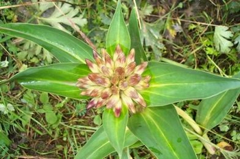 ��ܴGentiana macrophylla Pall��