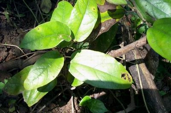 �����Aristolochia fangchi Y��C. Wu ex L. D��Chow et S.M.Hwang