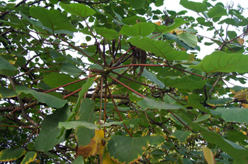 ��ͩErythrina variegata L.