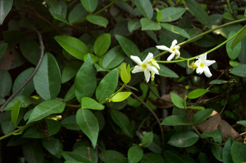 ��ʯTrachelospermum jasminoides (Lindl��)Lem��