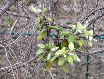 ɣ����Taxillus chinensis (DC��) Danser