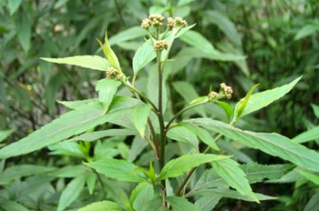����Eupatorium fortunei Turcz��