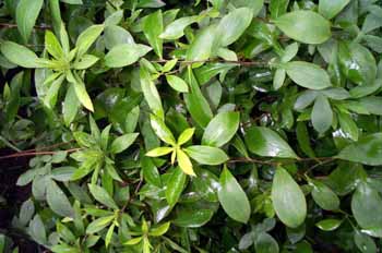 é����Atractylodes lancea ��Thunb.) DC.