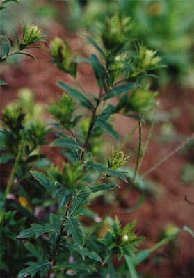 ������Atractylodes chinensis (DC.) Koidz.