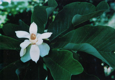 ��Ҷ����Magnolia officinalis Rehd��Et Wils��Var��Biloba Rehd��Et Wils��