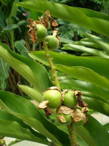 �׶�ޢAmomum Cardamomum L.