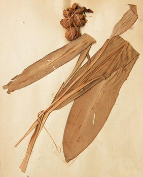 �ݶ�ޢAlpinia katsumadai Hayata