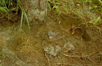 ����Polyporus umbellatus (Pers��) Fries