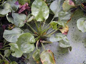 ��кAlisma orientalis (Sam��) Juzep��