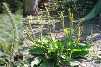 ��ǰPlantago asiatica L��