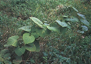 ����������Aristolochia manshuriensis Kom��