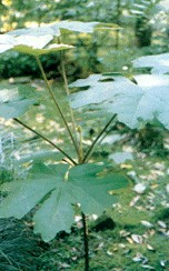 ͨ��ľTetrapanax papyriferus (Hook��) K��Koch