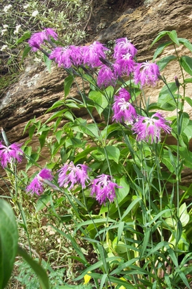 ����Dianthus superbus L