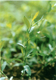 �q��Polygonum aviculare L��