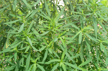 �ط�Kochia scoparia (L��) Schrad��
