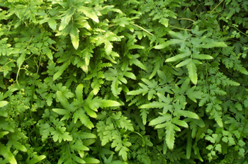 ����ɳLygodium japonicum (Thunb��) Sw��