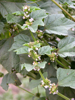 ����Malva verticillata L.